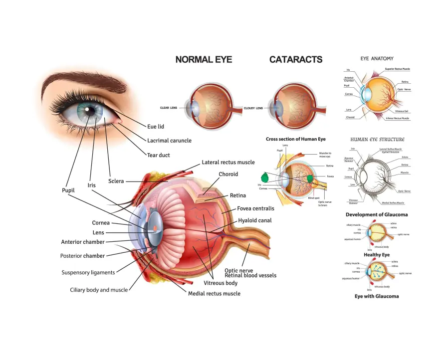 Realistic Eye Anatomy Infographics