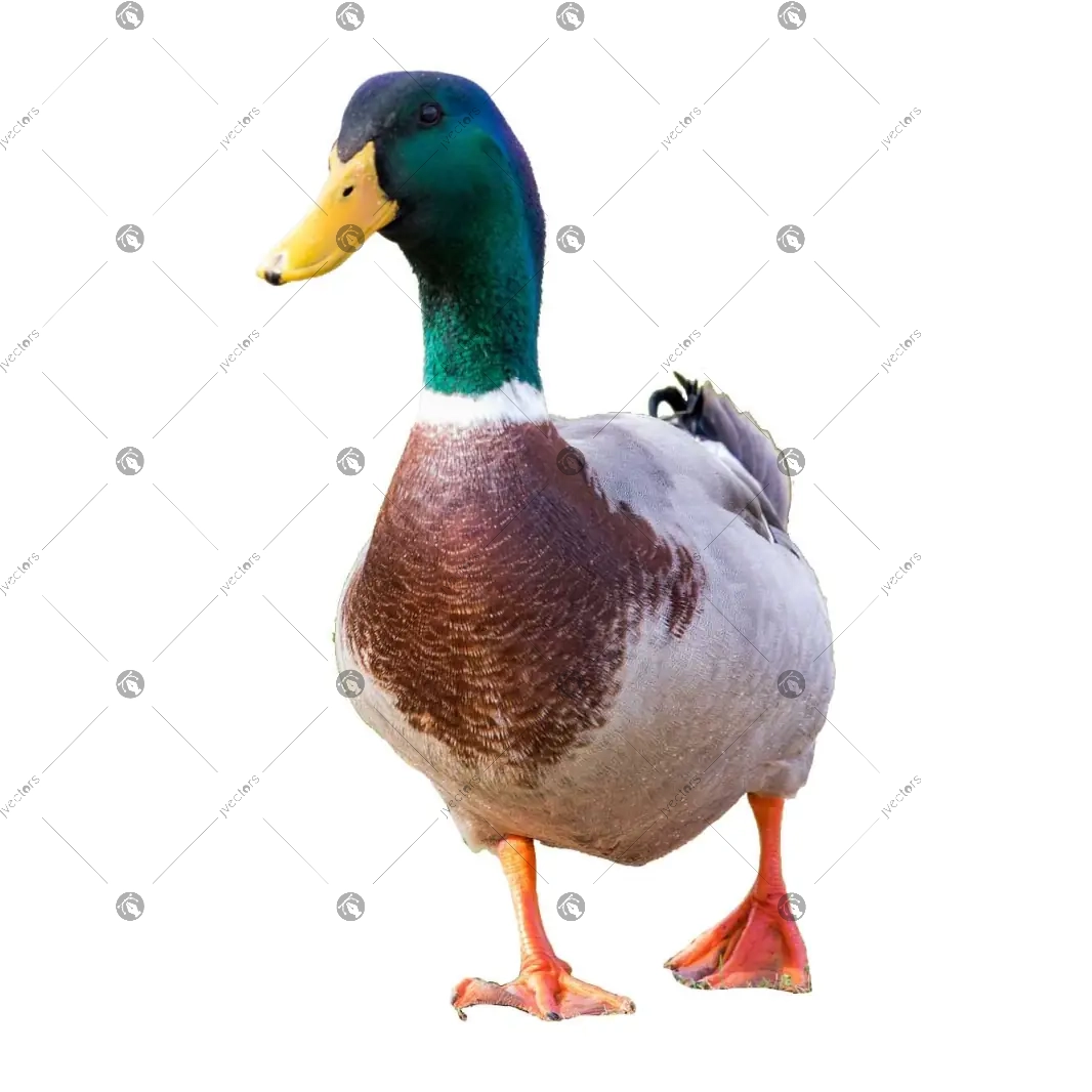Male Common Mallard Duck Standing
