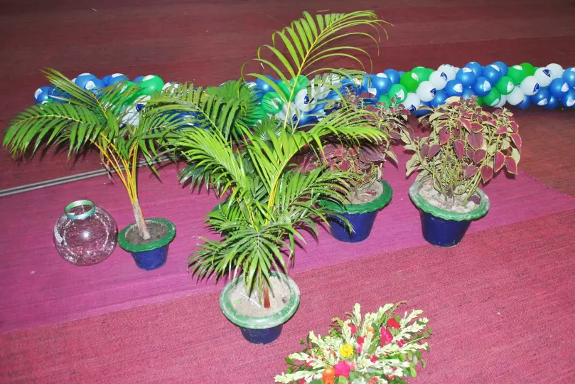 Exterior ornamental pot plant Background