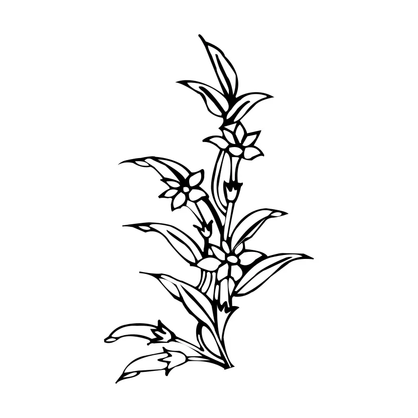 Illustration Black Graphic Peonies Vector Illustration