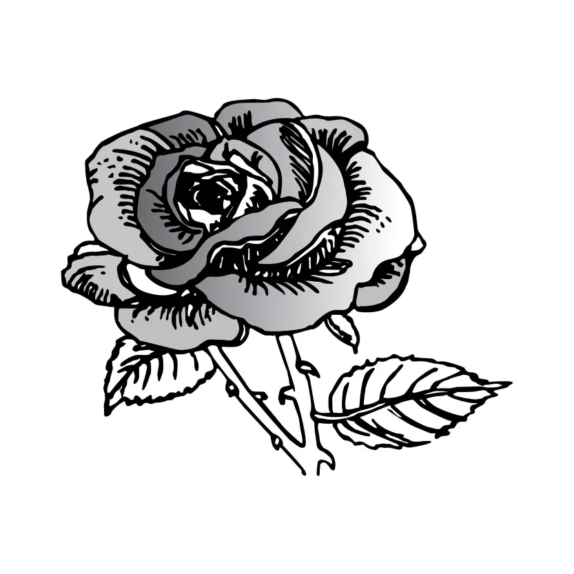 Rose Flower - Golap Ful Marka for Election Symbol Vector Clipart