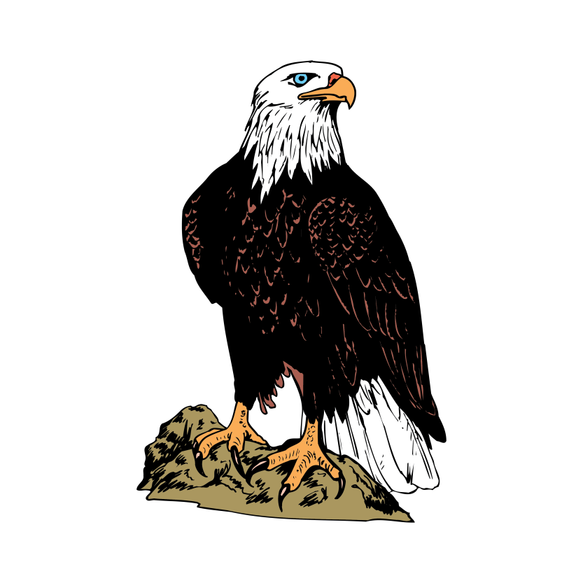 Eagles Animated Vector Design